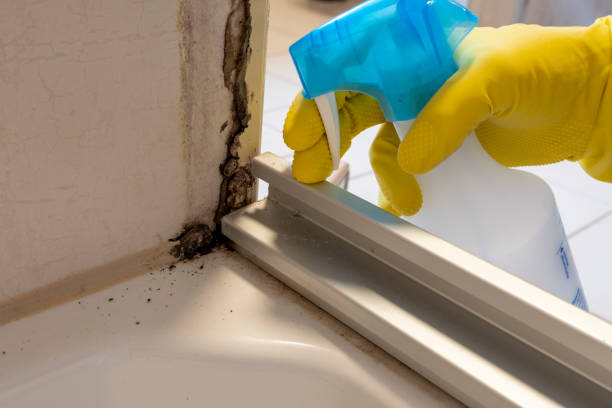 Best Attic Mold Remediation in Four Cners, OR