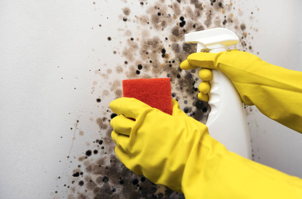 Trusted Four Corners, OR Mold Remediation Experts