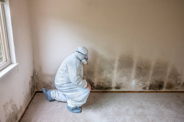 Best Health and Safety Mold Remediation in Four Cners, OR
